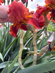 LUZEA vert